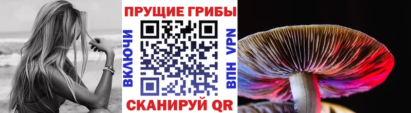 Псилоцибиновые грибы Cubensis  продажа наркотиков  Пикалёво 